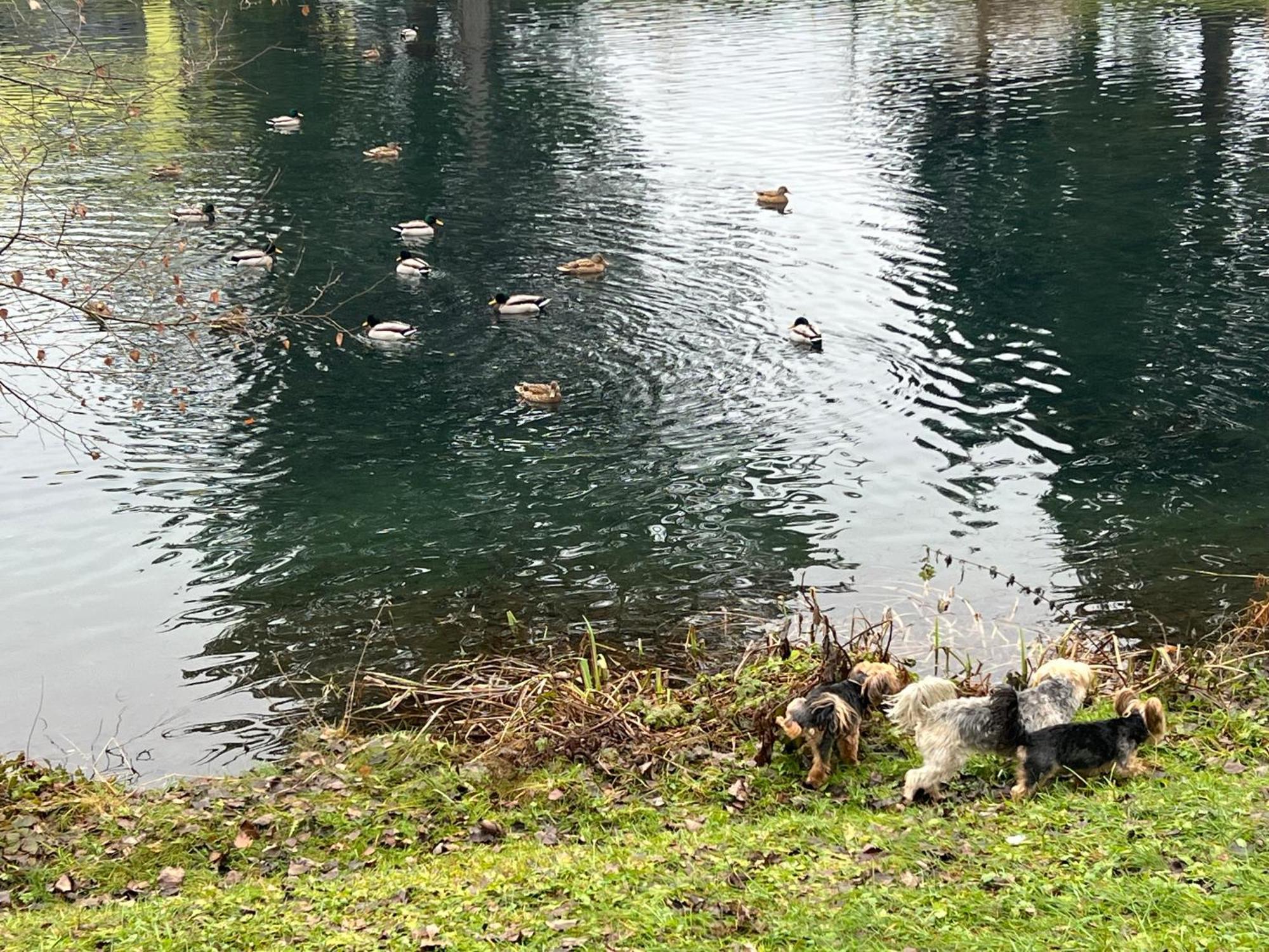 Haus Am Fischteich Apartment Feistritz ob Bleiburg ภายนอก รูปภาพ